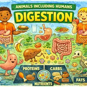 Digestive system and food breakdown chart.