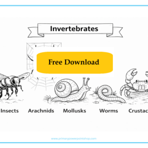 Invertebrates colouring worksheet KS2 showing different animals for children to colour and learn about animal groups.